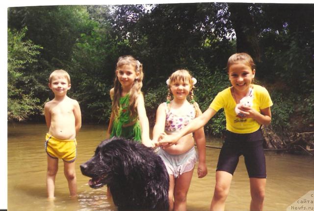 Фото: ньюфаундленд Ульрика