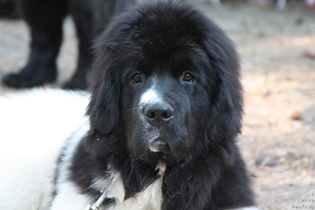 Фото: ньюфаундленд Супер Премиум Женева (Super Premium Zheneva)