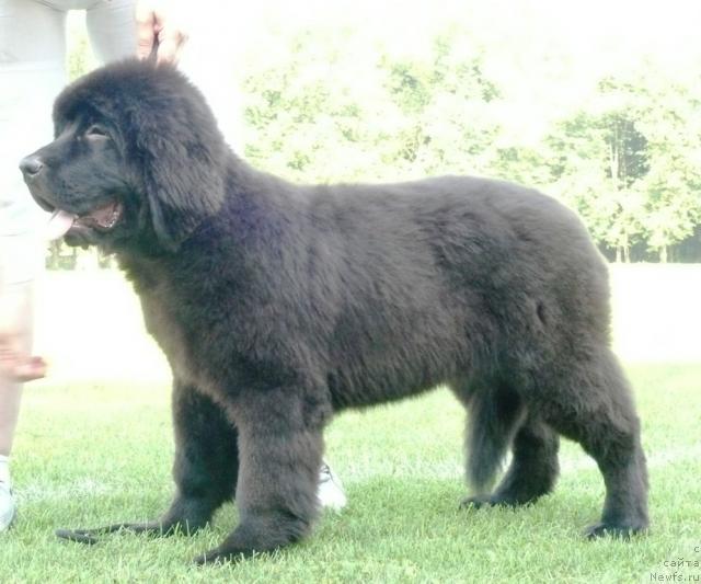 Фото: ньюфаундленд Мэджестик Гудсоул Ньюстарс Гиантисланд (Majestic Goodsoul Newstars Giantisland)