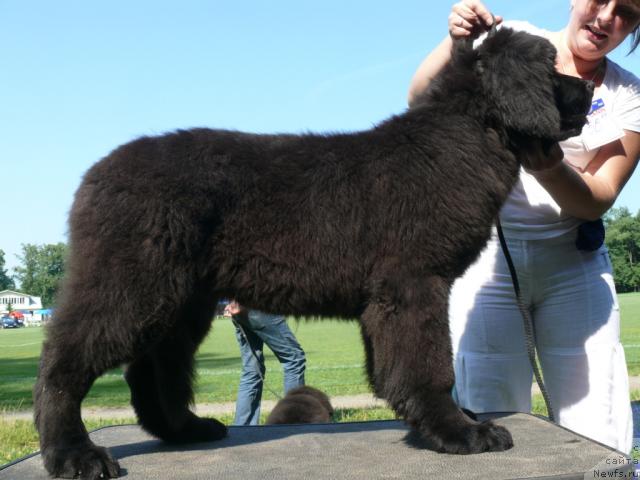 Фото: ньюфаундленд Мэджестик Гудсоул Ньюстарс Гиантисланд (Majestic Goodsoul Newstars Giantisland)