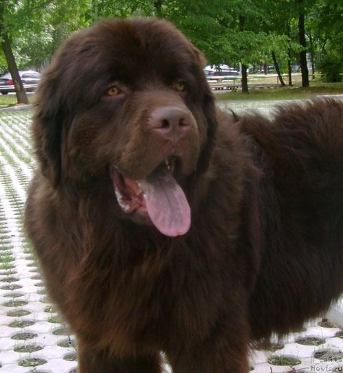 Фото: ньюфаундленд Супер Премиум Бест Бэлжен Ригардс (Super Premium Best Belzhen Regards)