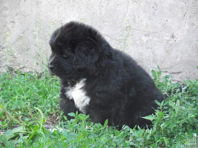 Фото: ньюфаундленд Из Парижа с Любовью