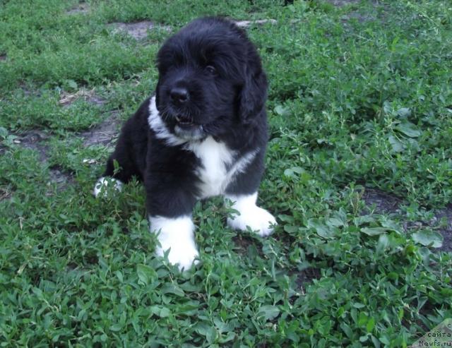 Фото: ньюфаундленд Изольда Избранница Судьбы