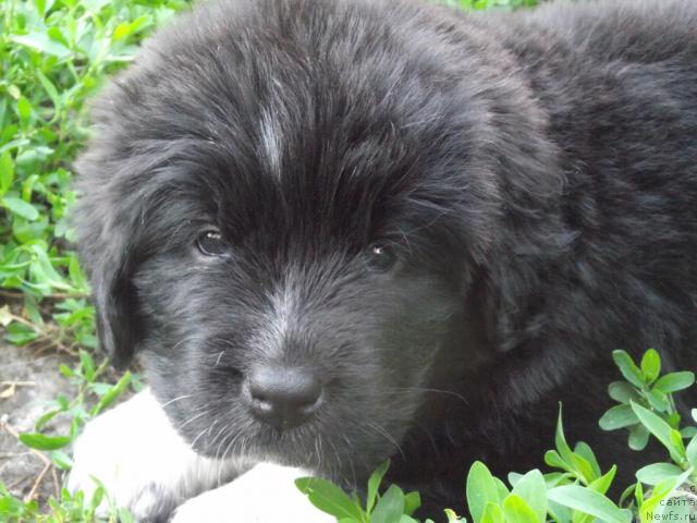 Фото: ньюфаундленд Из Парижа с Любовью