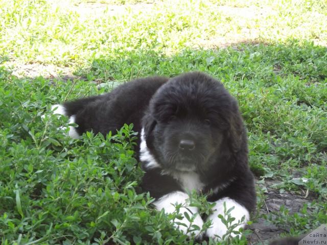 Фото: ньюфаундленд Изольда Избранница Судьбы