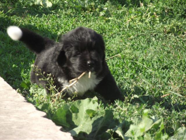 Фото: ньюфаундленд Икона Стиля