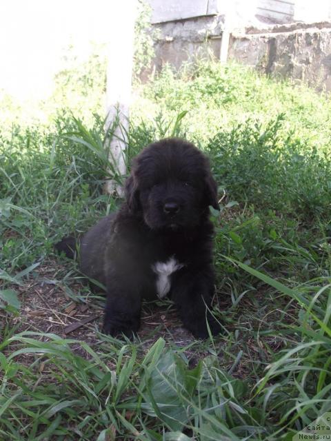 Фото: ньюфаундленд Изумруд Моей Души