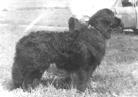 Фото: ньюфаундленд Виртус