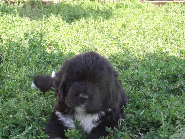 Фото: ньюфаундленд Икона Стиля