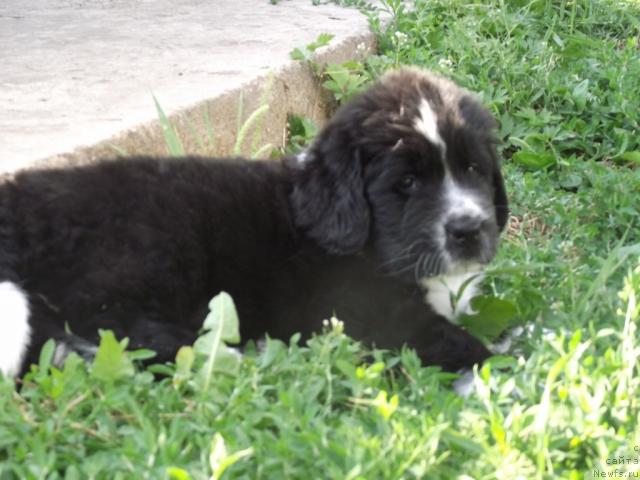 Фото: ньюфаундленд Иванушка Интернешнл