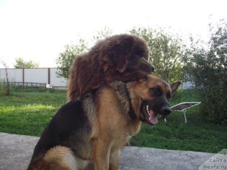 Фотография № 46073