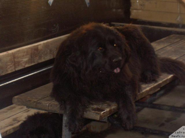 Фото: ньюфаундленд Васелинда