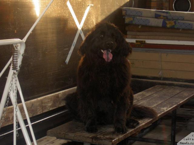 Фото: ньюфаундленд Васелинда