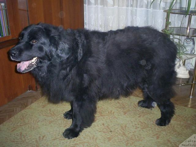 Фото: ньюфаундленд Тина Чезарина