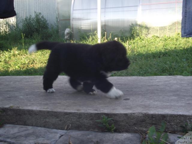 Фото: ньюфаундленд Икона Стиля