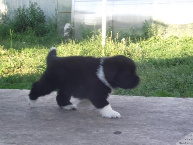 Фото: ньюфаундленд Изольда Избранница Судьбы