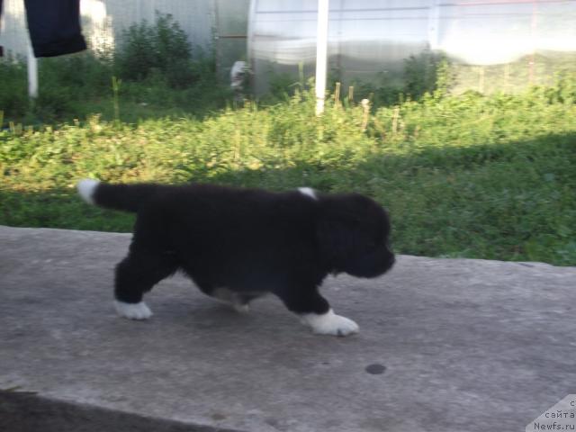 Фото: ньюфаундленд Иоланта Богиня Любви