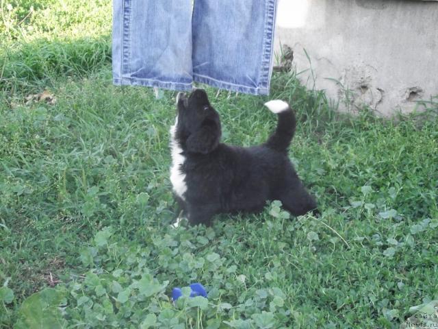 Фото: ньюфаундленд Икона Стиля