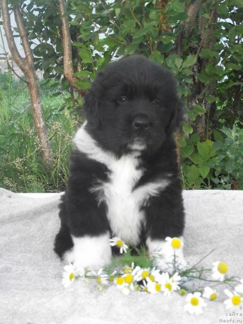 Фото: ньюфаундленд Изольда Избранница Судьбы