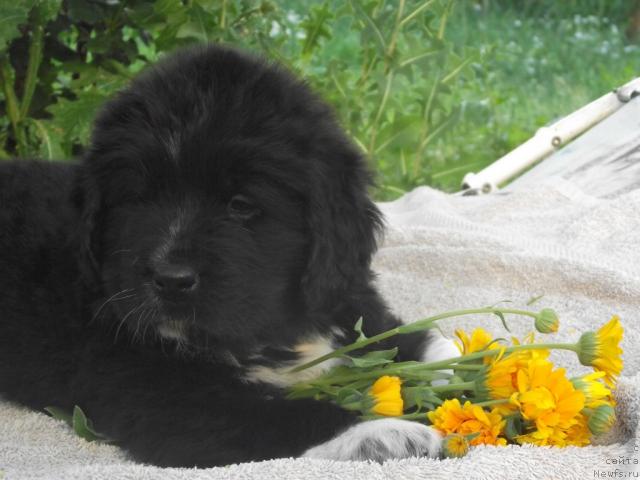 Фото: ньюфаундленд Из Парижа с Любовью