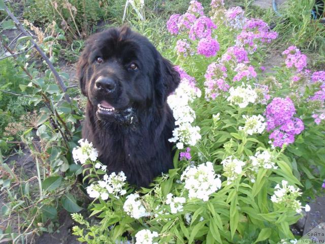 Фото: ньюфаундленд Акватория Келвин Инспирит Лайф (Aquatoriya Kelvin Inspirit Life)