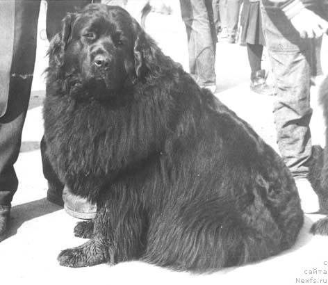 Фото: ньюфаундленд Ян Эст Эста