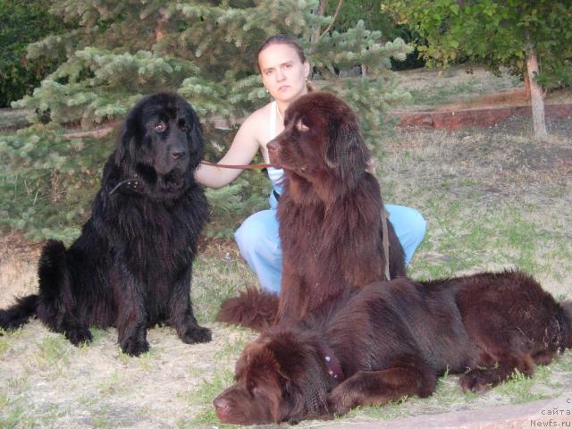 Фото: Диана Ларина, ньюфаундленд Лесная Сказка Раскрасавица, ньюфаундленд Звездная Тоскана Лесная Раскрасавица, ньюфаундленд Конфуций