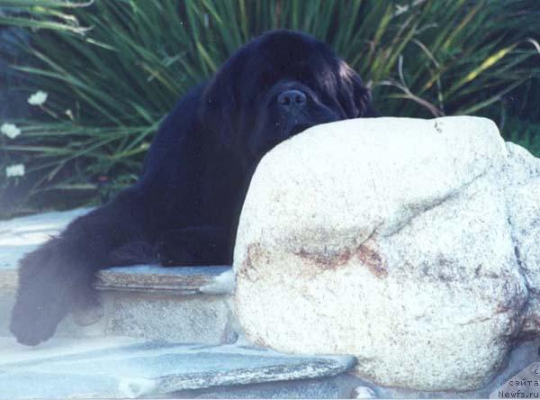 Фото: ньюфаундленд Midnight Lady's Ghost Buster