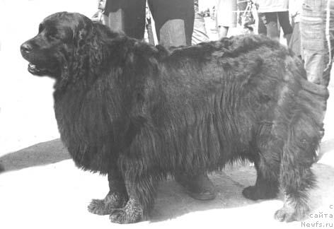 Фото: ньюфаундленд Ян Эст Эста