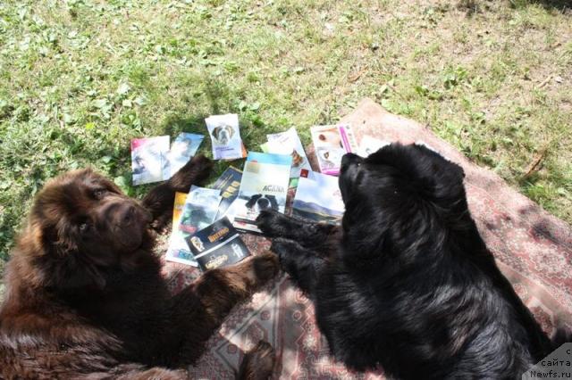 Фото: ньюфаундленд Черный Шарм Ангельская Красота (Chernyi Sharm Angel'skaya Krasota), ньюфаундленд Чанси из Золотого Треугольника