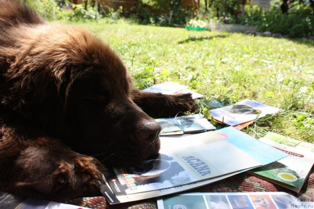 Фото: ньюфаундленд Черный Шарм Ангельская Красота (Chernyi Sharm Angel'skaya Krasota)