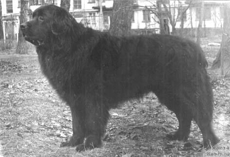 Фото: ньюфаундленд Вэлфрид Анкьюэр