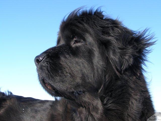 Фото: ньюфаундленд Смигар Шелковая Ночь (Smigar Shelkovaya Noch)