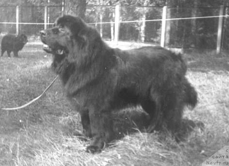 Фото: ньюфаундленд Эмур Гирро