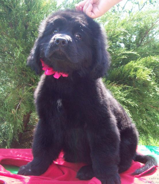 Фото: ньюфаундленд Царская Забава