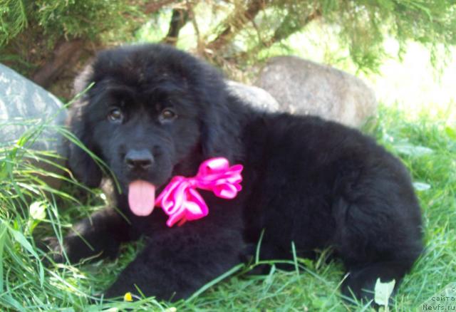 Фото: ньюфаундленд Царская Забава