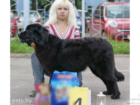 Фото: ньюфаундленд Осенняя Есения