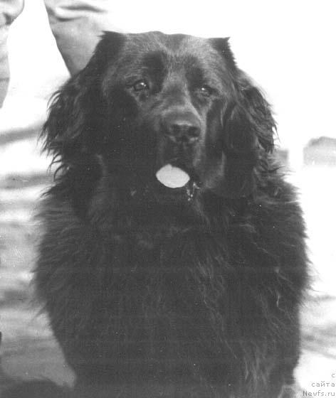 Фото: ньюфаундленд Ольда Моллидэн