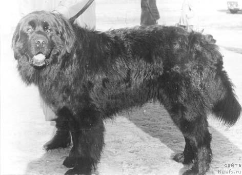 Фото: ньюфаундленд Георг де Фат