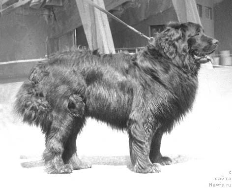 Фото: ньюфаундленд Девил Альфар