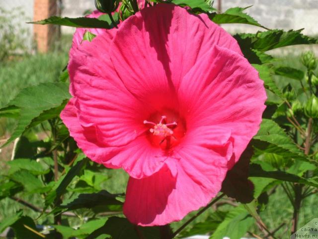 Фотография № 46173