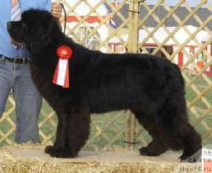 Фото: ньюфаундленд Josh Parming von Schonbuhl