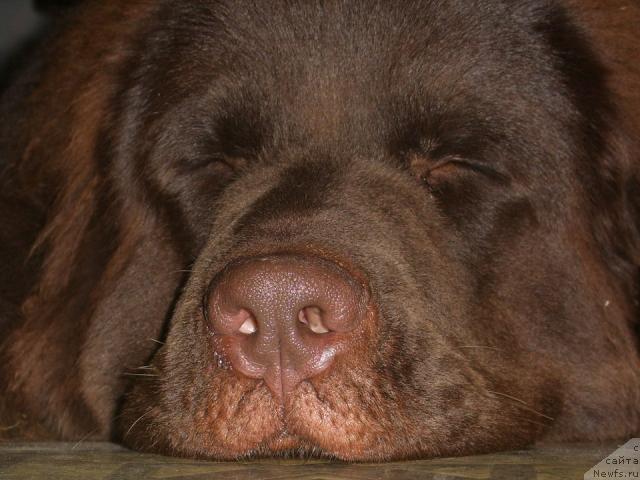 Фото: ньюфаундленд Черный Шарм Амбер Бест Дог ФО Марлеон