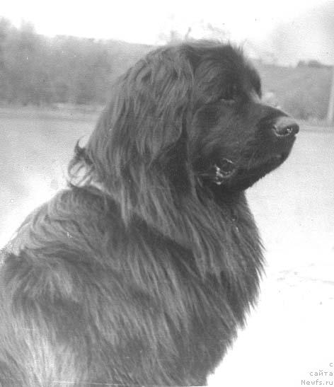 Фото: ньюфаундленд Норд Вест Клеменц Мули