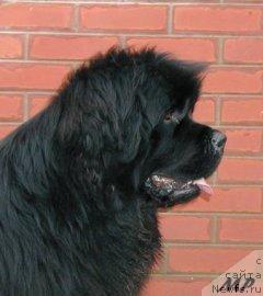 Фото: ньюфаундленд Fairweathers Believe in Magic Mystery