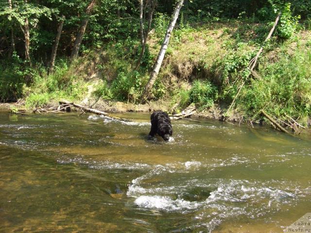 Фото: ньюфаундленд Лесная Сказка Лунная Соната
