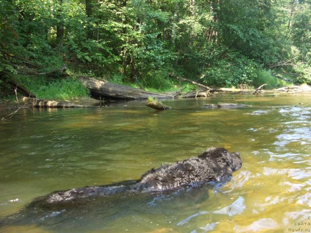 Фото: ньюфаундленд Лесная Сказка Лунная Соната