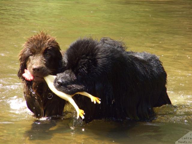 Фото: ньюфаундленд Бархатка Роскошная, ньюфаундленд Анджел Викториус