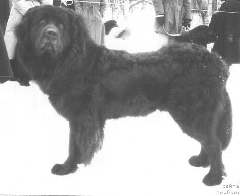 Фото: ньюфаундленд Джем Зефюн