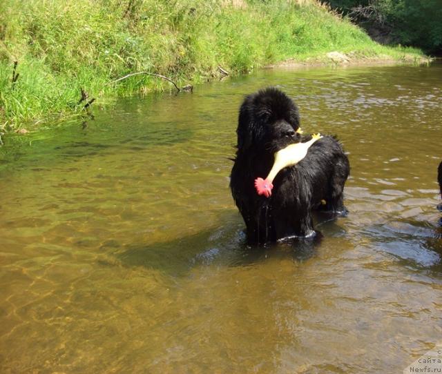 Фото: ньюфаундленд Анджел Викториус